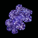 Tridacna squamosa  (WYSIWYG)