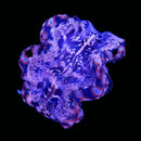 Tridacna squamosa  (WYSIWYG)