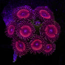 RF KO Nightmare Zoas - AED 145 Per Polyp