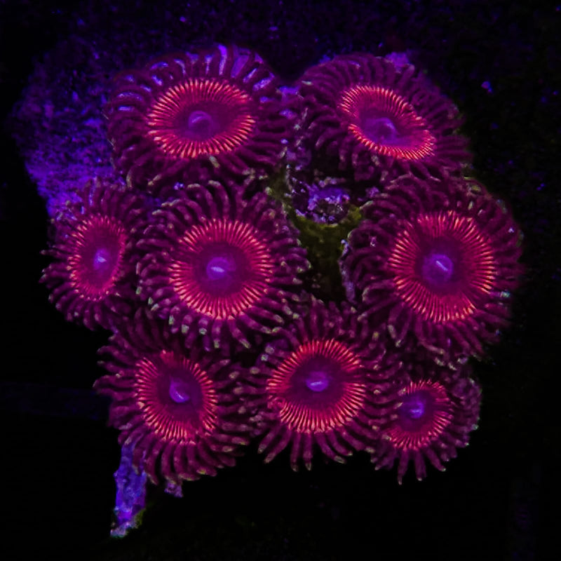 KO Nightmare Zoas - AED 145 Per Polyp