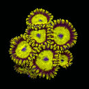 RF King Midas Zoanthids - AED 50 Per Polyp