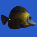 Abberant Zebrasoma with White Cheek (Zebrasoma scopas)