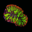 LCK ThunderCat Bounce Mushroom