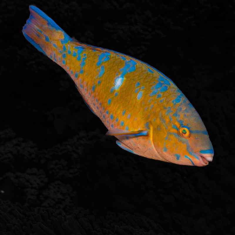 Blue Barred Parrotfish