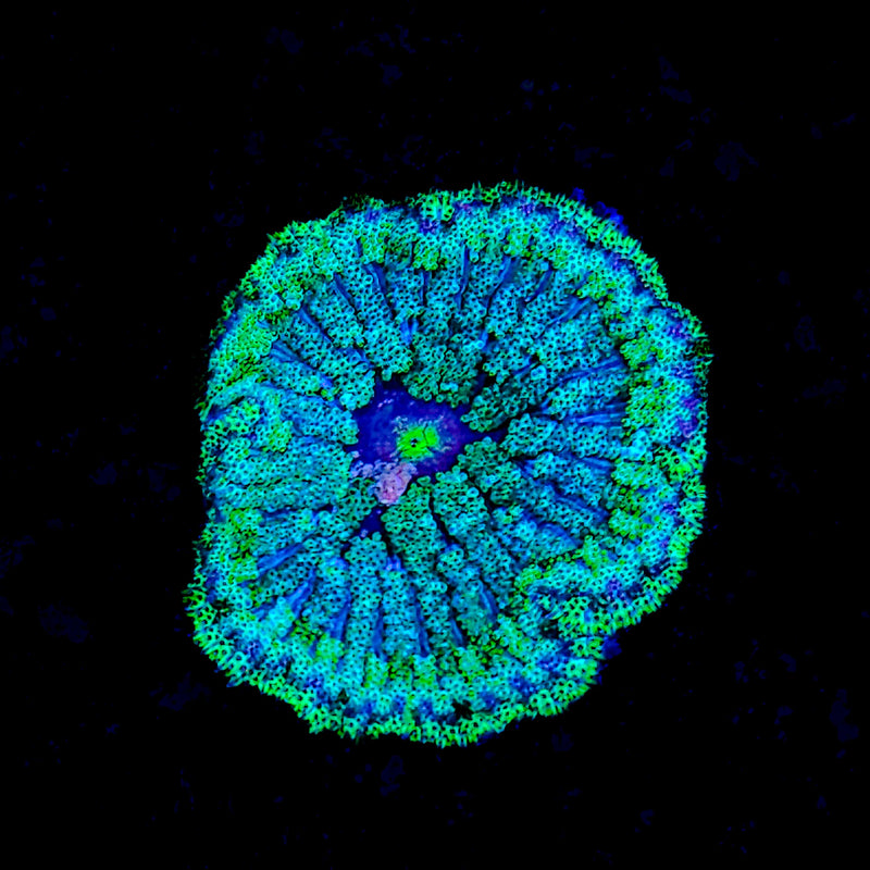 Maxi Mini Carpet Anemone