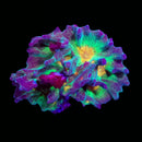 RF Pectinia - WYSIWYG