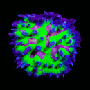 RF Pectinia - WYSIWYG