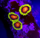 Super Saiyan Zoanthids - AED 25 Per Polyp