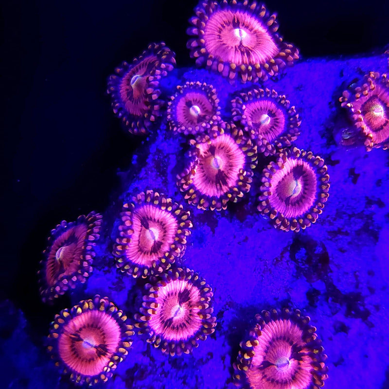 Pink Sakura Zoanthids