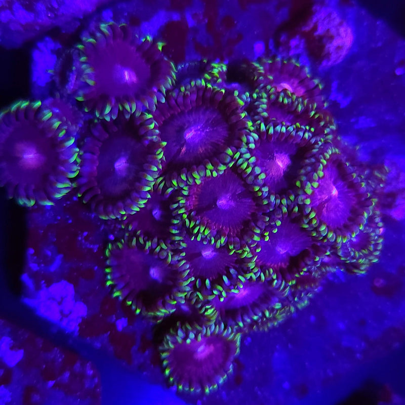 Psycho Jokers Zoanthids