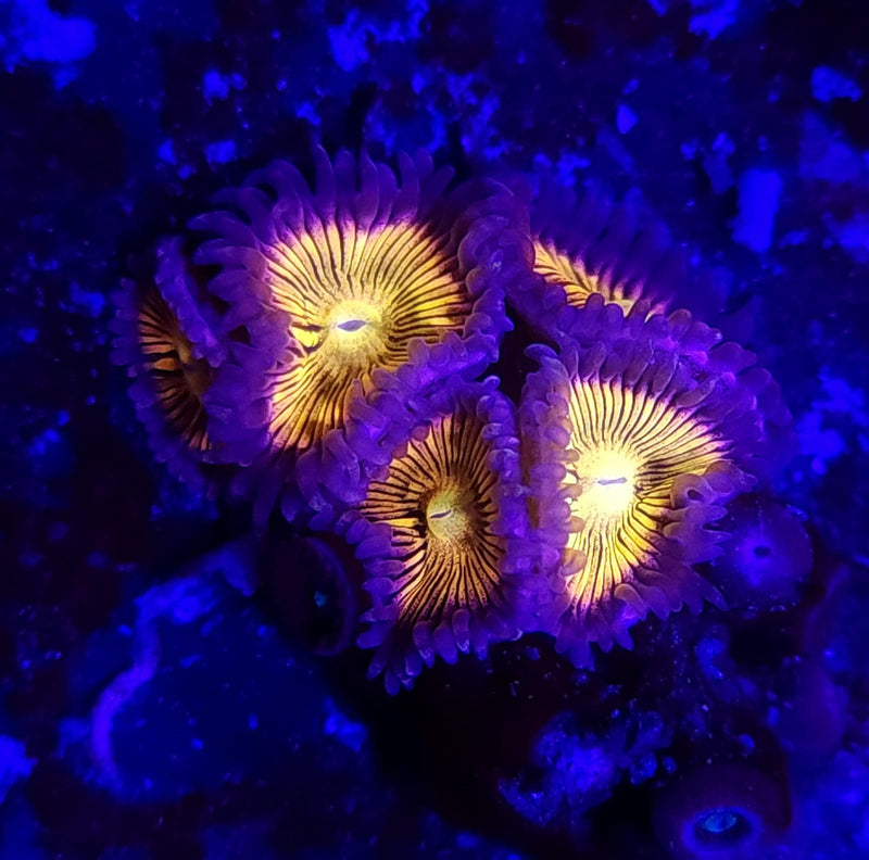 Lemonhead Zoanthids - AED 50 Per Polyp