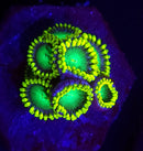 Dragon Eye Zoanthids - AED 15 Per Polyp