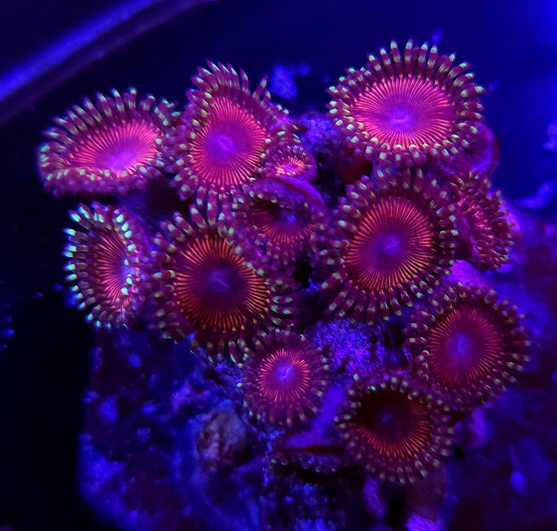 Aphrodites Zoanthids