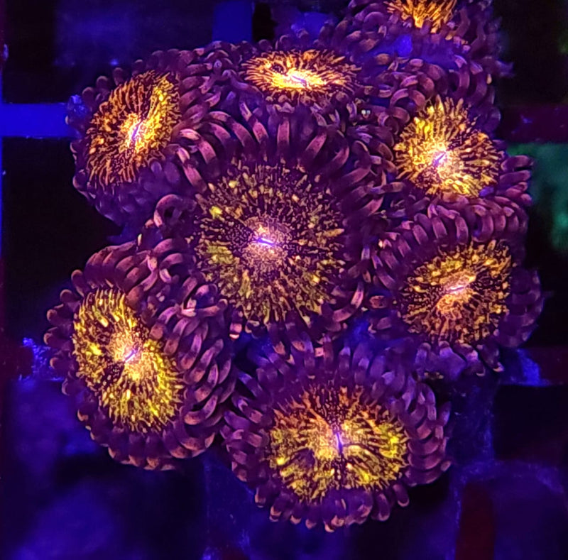 Pandora's Zoanthids - AED 10 Per Polyp