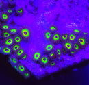 Bob Marleys Zoanthids - AED 20 Per Polyp