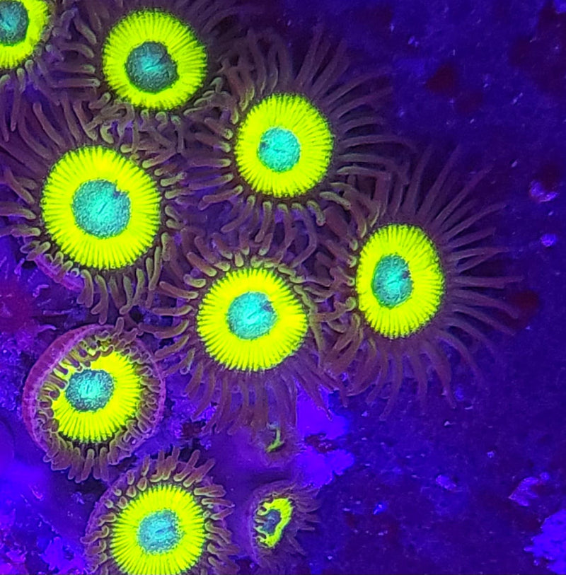 Glo Worm Zoanthids