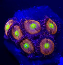 Halle Barry Zoanthids - AED 100 Per Polyp