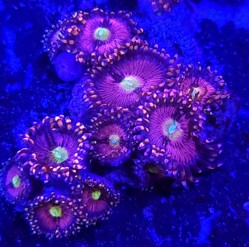 Speakeasy Zoanthids