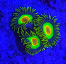Rasta Zoanthids - AED 25 Per Polyp