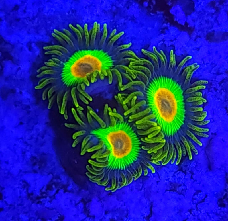 Rasta Zoanthids - AED 25 Per Polyp
