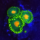 Bangla Meltdown Zoanthids - AED 50 Per Polyp