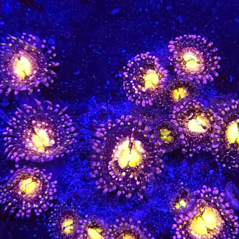 Pineapple Express Zoanthids