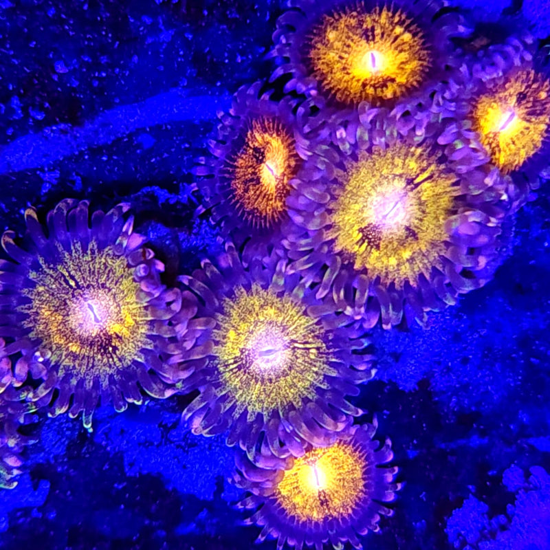 Sakura Sunrise Zoanthids - AED 35 Per Polyp