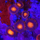 Bam Bam Zoanthids - AED 20 Per Polyp