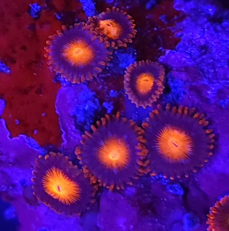 Bam Bam Zoanthids