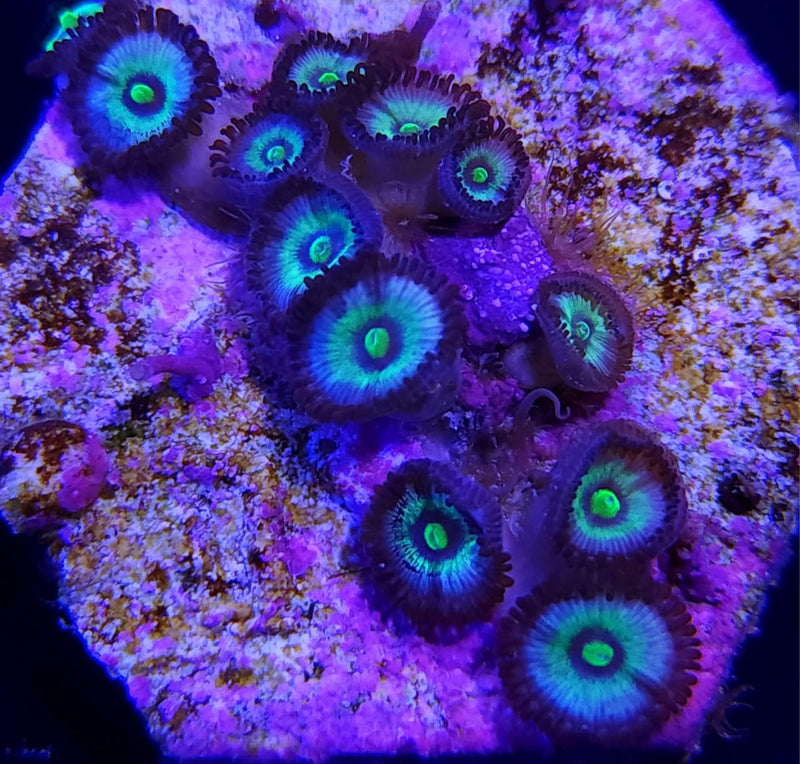 Blue Panama Zoanthids