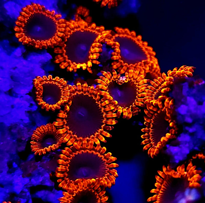 Solar Eclipse Zoanthids - AED 185 Per Polyp