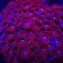 Red People Eater Zoanthids - AED 35 Per Polyp