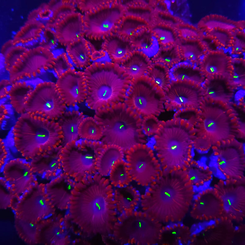 Red People Eater Zoanthids - AED 35 Per Polyp