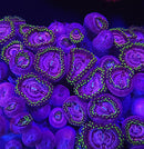 Pink Diamond Zoanthids - AED 65 Per Polyp