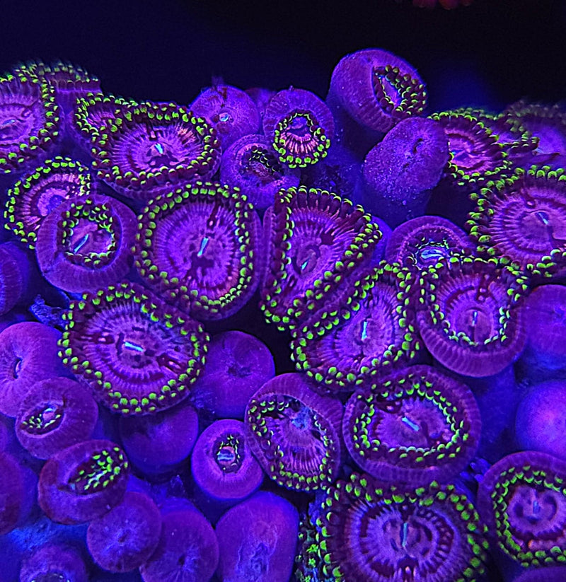 Pink Diamond Zoanthids