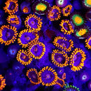 Screamer Zoanthids - AED 15 Per Polyp