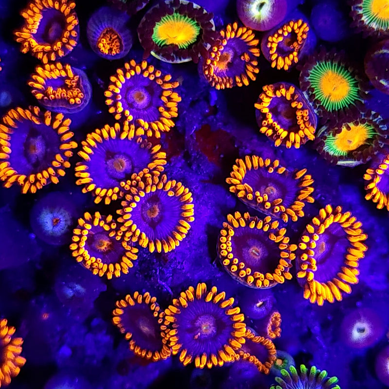 Screamer Zoanthids - AED 15 Per Polyp