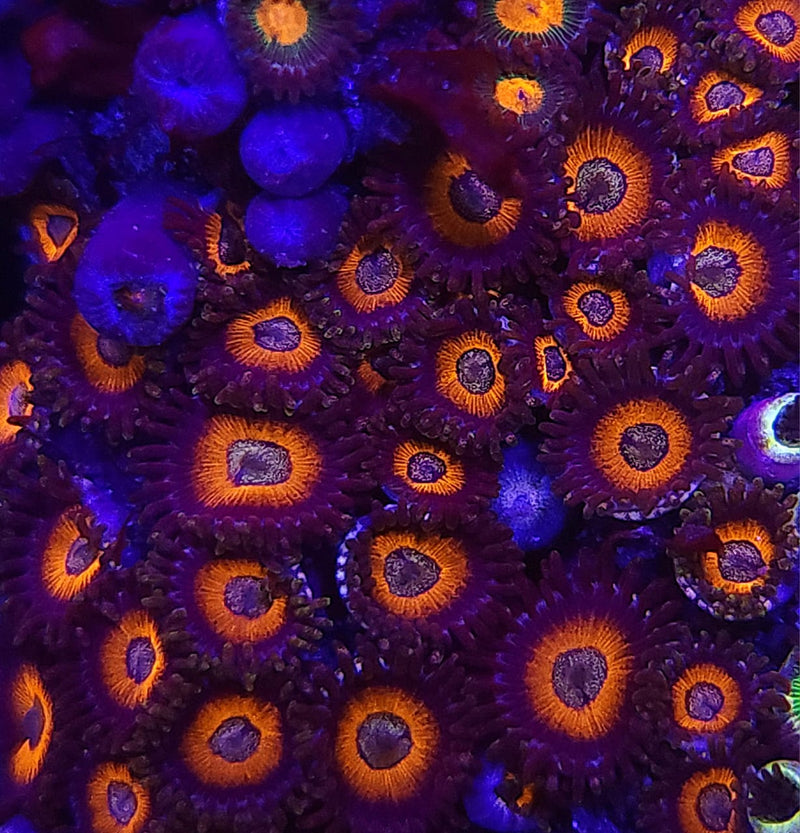 Eye of Sauron Zoanthids