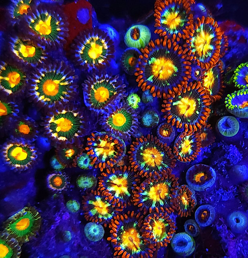 Blood Elf Zoanthids