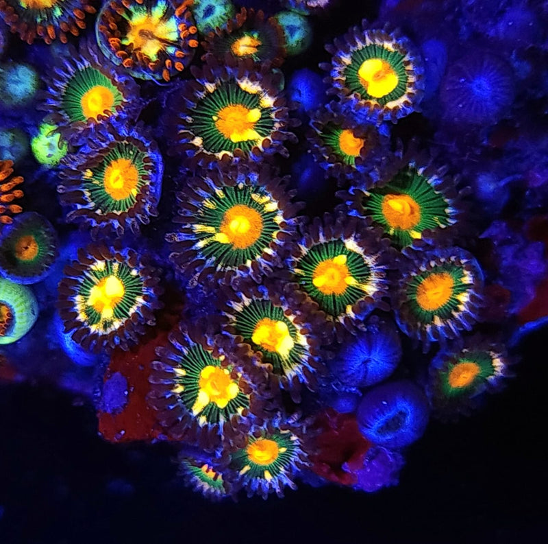 Minefields Zoanthids - AED 15 Per Polyp