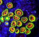 Eagle Eyes Zoanthids - AED 10 Per Polyp
