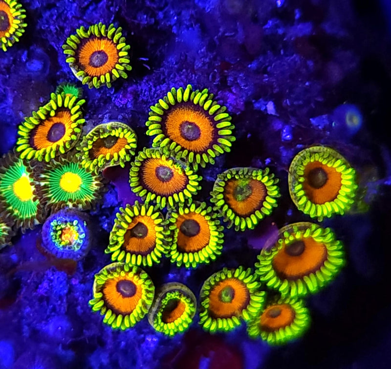 Eagle Eyes Zoanthids