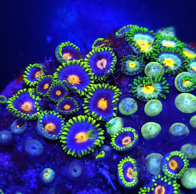 Eye of Rah Zoanthids