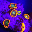 Gatorade Zoanthids - AED 15 Per Polyp