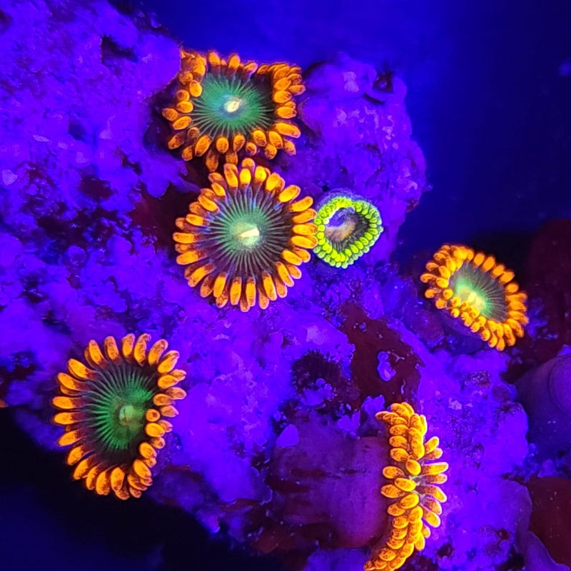 Gatorade Zoanthids - AED 15 Per Polyp