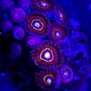 Blood Hornerts Zoanthids  - AED 45 Per Polyp