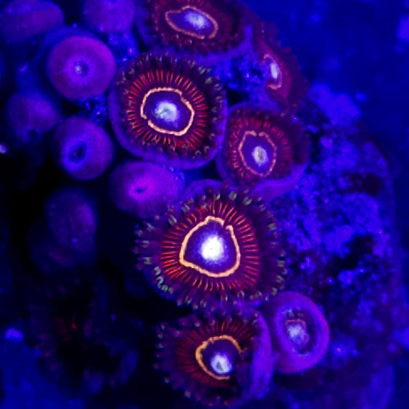 Blood Hornerts Zoanthids