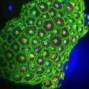 Anaconda Zoanthids - AED 15 Per Polyp