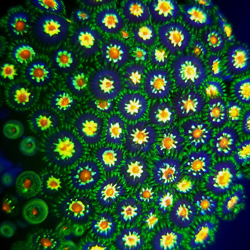 Daisy Cutter Zoanthids