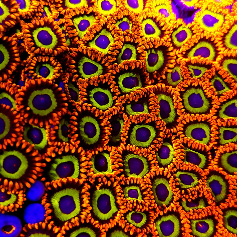 Fruit Loops Zoanthids